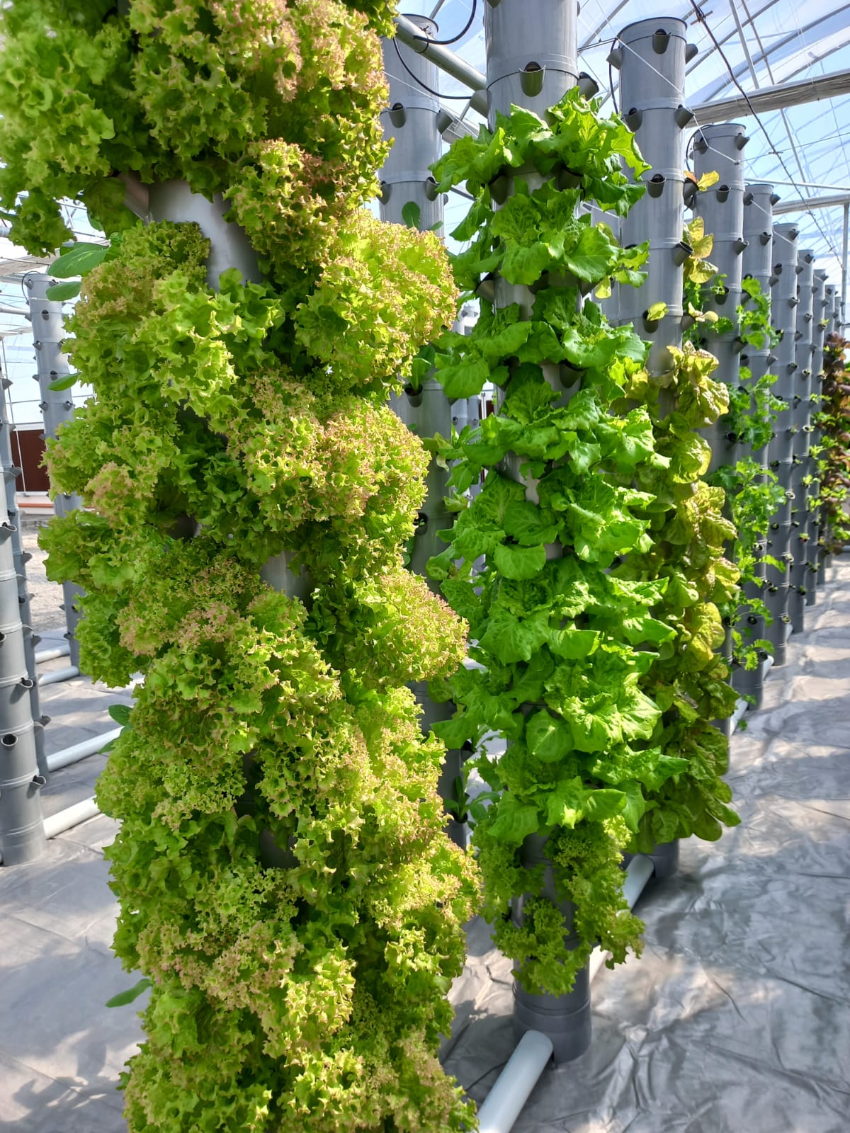 11 Major Benefits of Vertical Aeroponic Farming.