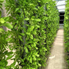 Advantages of Vertical Aeroponics: A Comparison with NFT, DFT, and DWC Systems