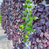 Vertical Farming :Efficient and Eco-Friendly Crop Production