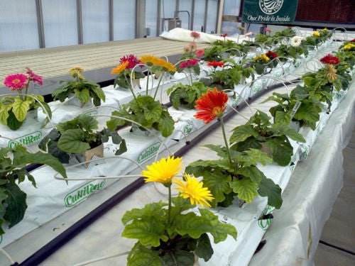 hydroponics flowering plants Blossom series : Hydroponic Nutrient for Flowering Plants