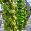 11 Major Benefits of Vertical Aeroponic Farming.