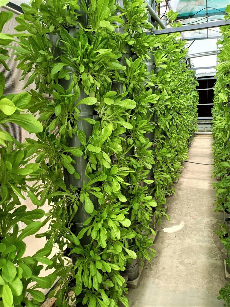 Advantages of Vertical Aeroponics: A Comparison with NFT, DFT, and DWC Systems