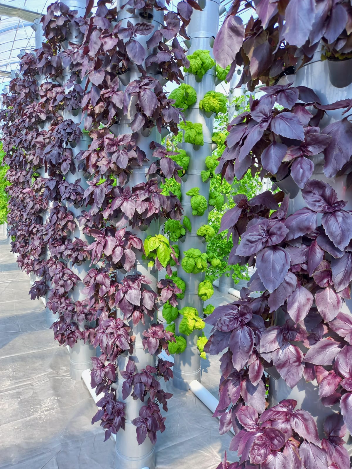 Vertical Farming :Efficient and Eco-Friendly Crop Production