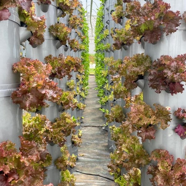Aeroponic tower farm in Ooty, Tamil Nadu