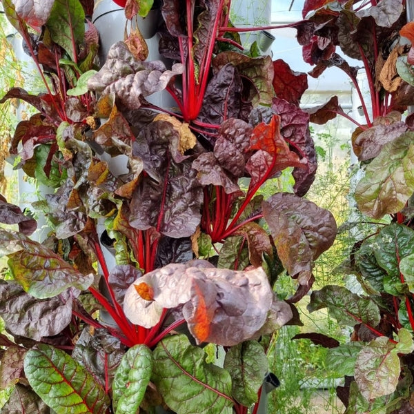 Aeroponic tower farm in Solan, Himachal Pradesh