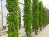 An image of a commercial Vertical Aerotower installed in a high-tech greenhouse by Radongrow. The tower stands tall and slender, with multiple levels of vertically stacked planters filled with lush green foliage. The greenhouse is brightly lit, and the tower is surrounded by other plants and equipment. The aerotower is a modern and efficient solution for vertical farming, allowing for maximum use of space and efficient use of resources.