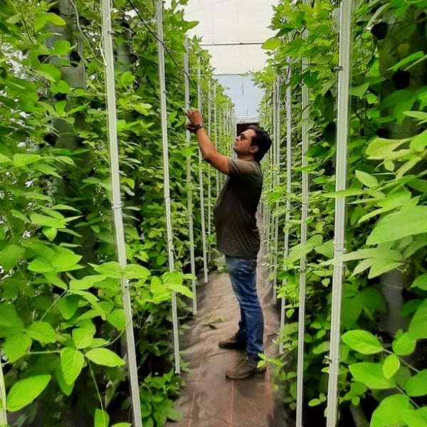 Aeroponic tower farm with grow lights in Pollachi, Tamil Nadu