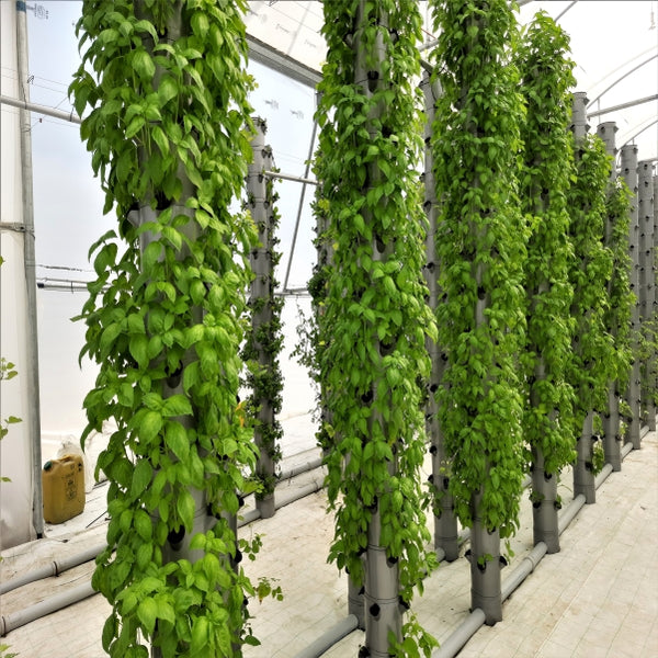 Aeroponic tower farm in East Godavari, Andhra Pradesh
