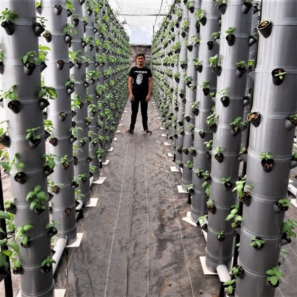 Aeroponic tower farm in Bardoli, Gujarat