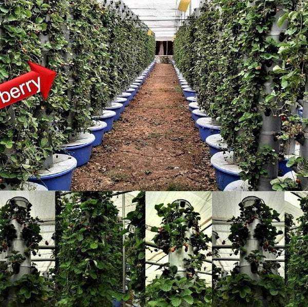 Large aeroponic and Dutch bucket farm in Bardoli, Gujarat