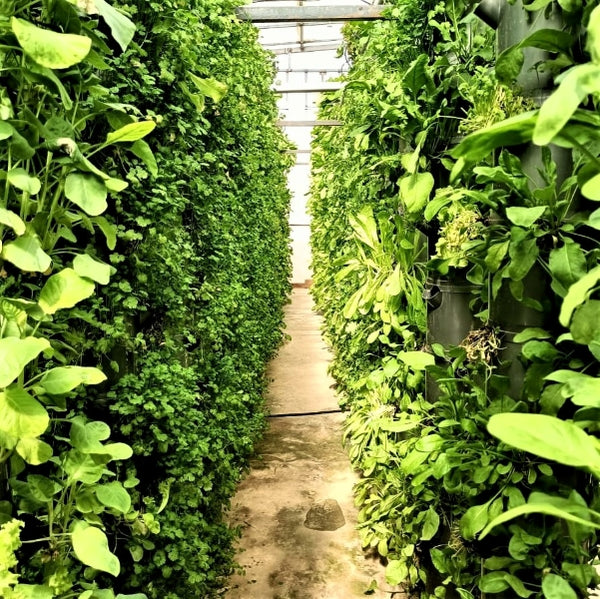 Aeroponic tower farm in Vadodara, Gujarat