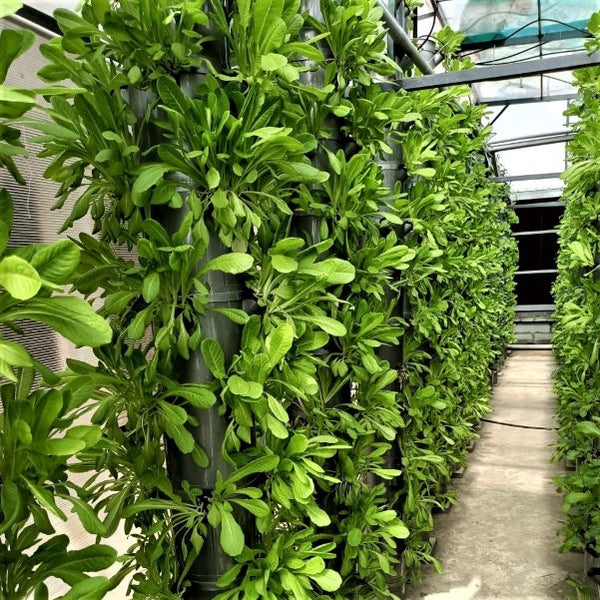 Aeroponic tower farm in Nigeria, West Africa