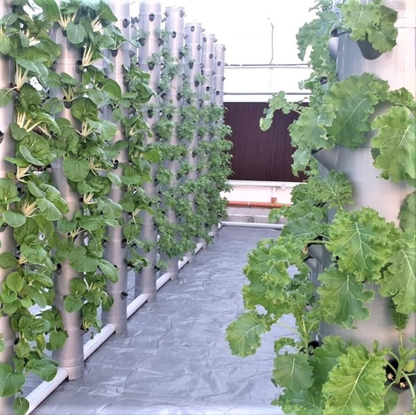 Aeroponic tower farm in Oman