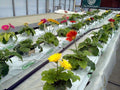 Hydroponic Nutrient for Flowering Plants - 1 kg A + 1 Kg B - BLOSSOM-2000 - RADONGROW
