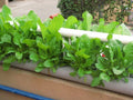 LEAFY-500 Two Part Hydroponic nutrient for Leafy Greens and Herbs. - RADONGROW